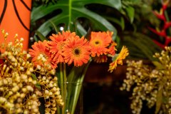 Baile-Tropical-81