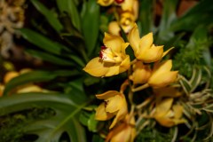 Baile-Tropical-82